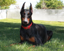 doberman puppies for sale in ma ofa doberman puppies for sale in ma ofa