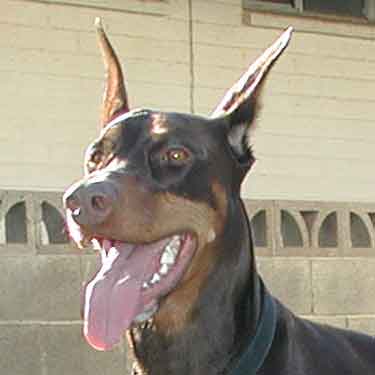 Expectant Doberman Pinscher