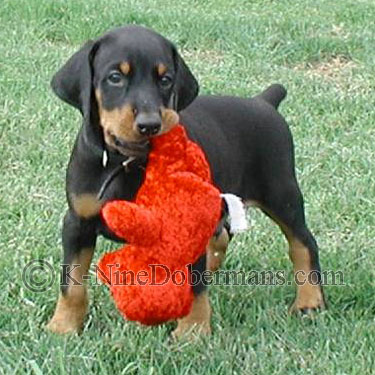 Doberman Puppies For Sale,