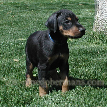 DOBERMAN PINSCHER PUPPY