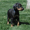 Doberman puppies for sale