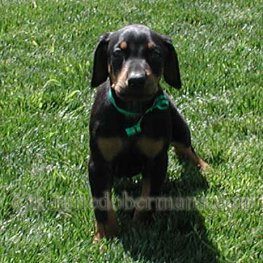 DOBERMAN PINSCHER PUPPY