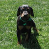 Doberman puppies for sale