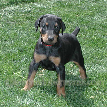 DOBERMAN PINSCHER PUPPY