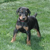 Doberman puppies for sale