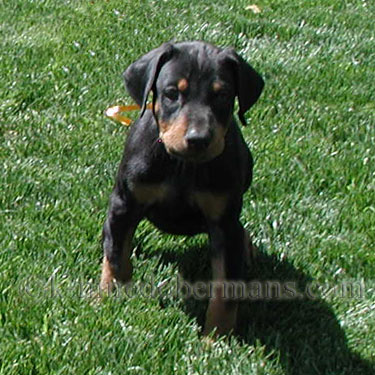 DOBERMAN PINSCHER PUPPY