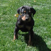 Doberman puppies for sale