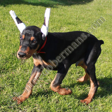 DOBERMAN PINSCHER PUPPY