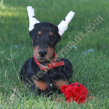 king doberman puppies for sale doberman pinscher puppies doberman pinscher puppies doberman pinscher breeds picture king doberman puppies for sale doberman pinscher puppies doberman pinscher puppies doberman pinscher breeds picture