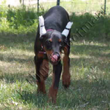 DOBERMAN PINSCHER PUPPY