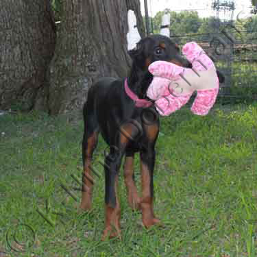 DOBERMAN PINSCHER PUPPY