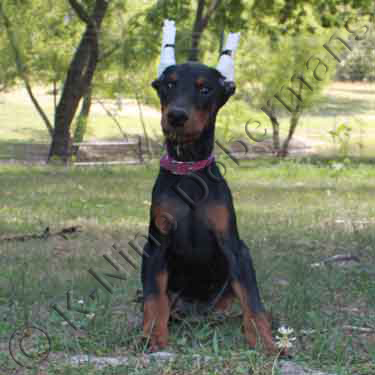 DOBERMAN PINSCHER PUPPY