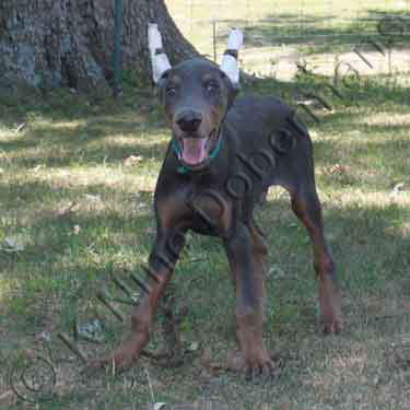 DOBERMAN PINSCHER PUPPY