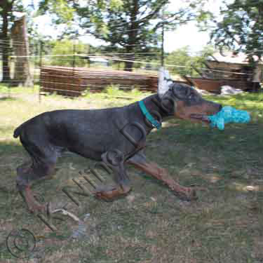 DOBERMAN PINSCHER PUPPY