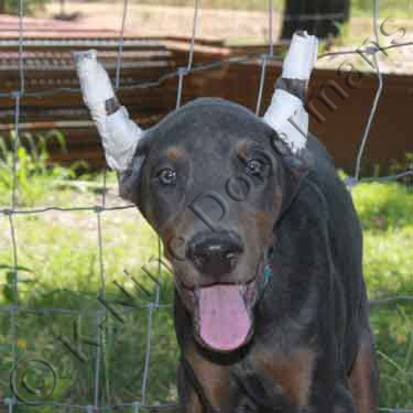 DOBERMAN PINSCHER PUPPY