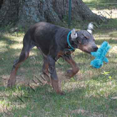 DOBERMAN PINSCHER PUPPY