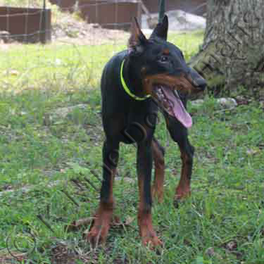 DOBERMAN PINSCHER PUPPY