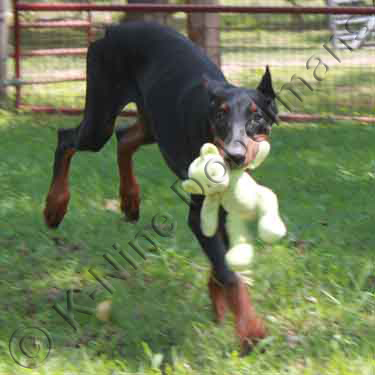 DOBERMAN PINSCHER PUPPY