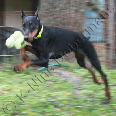 DOBERMAN PINSCHER PUPPY