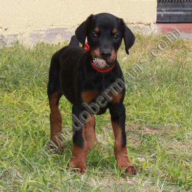 Doberman Puppies on Doberman Puppies Born 06 22 2012