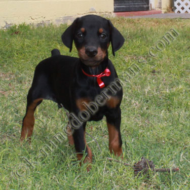doberman pinscher puppies for sale in doberman pinscher puppies for sale doberman pinscher puppies for sale in doberman pinscher puppies for sale