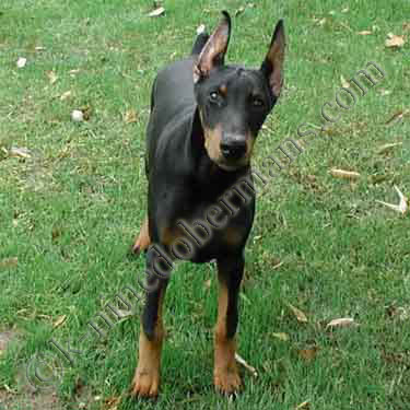 DOBERMAN PINSCHER PUPPY