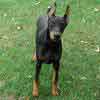 Doberman puppies for sale