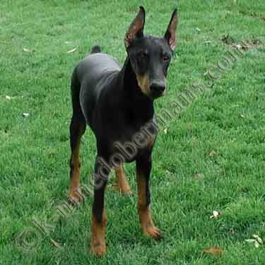 DOBERMAN PINSCHER PUPPY