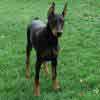 Doberman puppies for sale