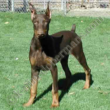 DOBERMAN PINSCHER PUPPY
