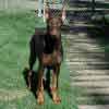 Doberman puppies for sale