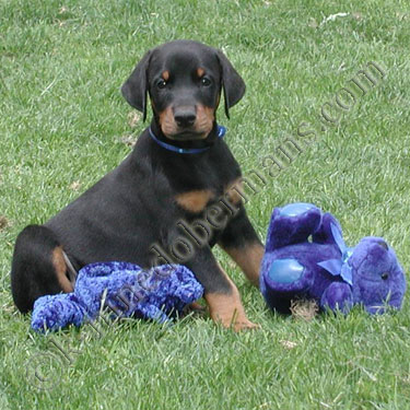 DOBERMAN PINSCHER PUPPY