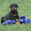 Doberman puppies for sale