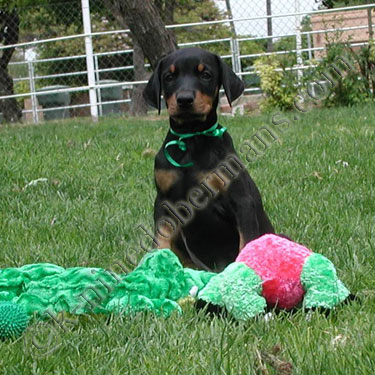 DOBERMAN PINSCHER PUPPY