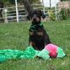 Doberman puppies for sale