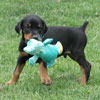 Doberman puppies for sale