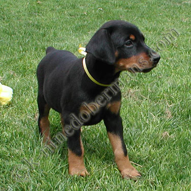DOBERMAN PINSCHER PUPPY