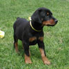 Doberman puppies for sale