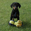 Doberman puppies for sale