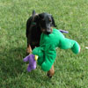 Doberman puppies for sale