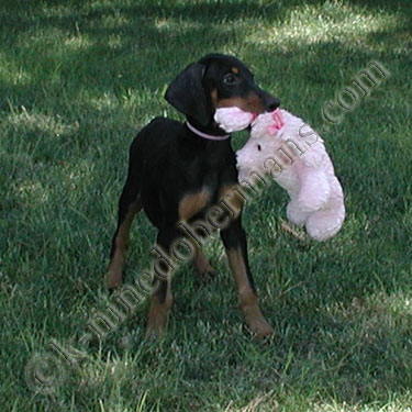 DOBERMAN PINSCHER PUPPY