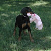Doberman puppies for sale