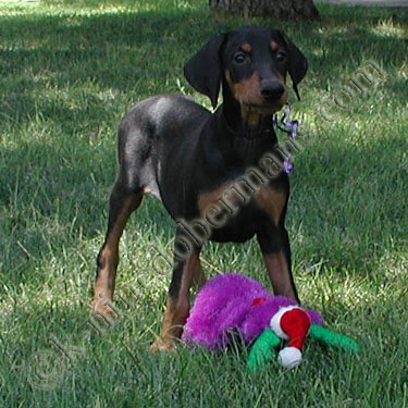 DOBERMAN PINSCHER PUPPY