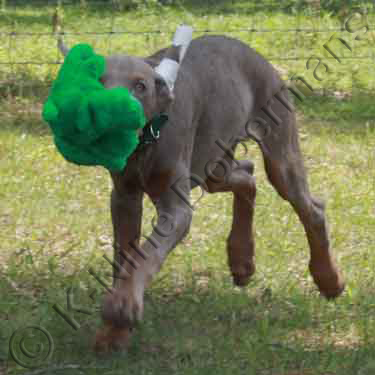 DOBERMAN PINSCHER PUPPY