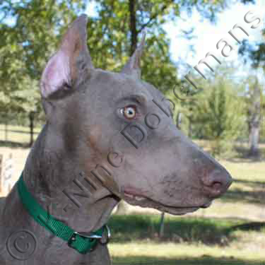 DOBERMAN PINSCHER PUPPY