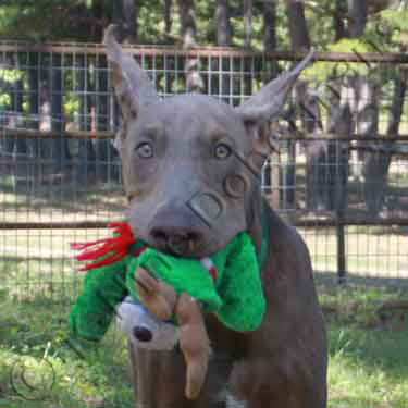 DOBERMAN PINSCHER PUPPY