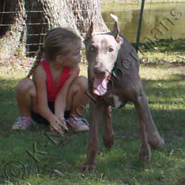 DOBERMAN PINSCHER PUPPY
