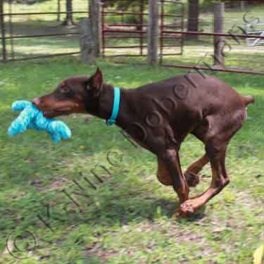 DOBERMAN PINSCHER PUPPY