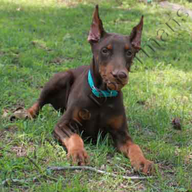 DOBERMAN PINSCHER PUPPY
