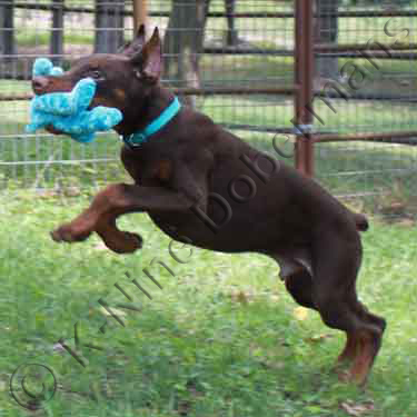 DOBERMAN PINSCHER PUPPY